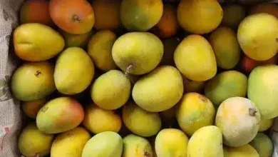 First Shipment of "King of Fruits" Mangoes Reaches UAE from Pakistan