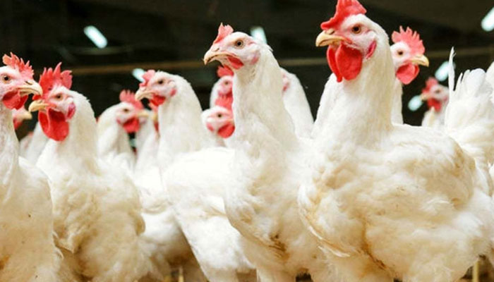 Chicken prices drop in Lahore, Punjab; Check latest rates here