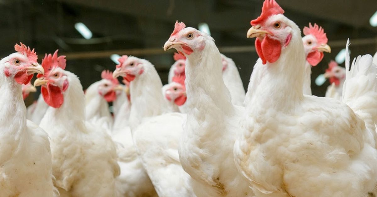 Chicken prices drop in Lahore, Punjab; Check latest rates here