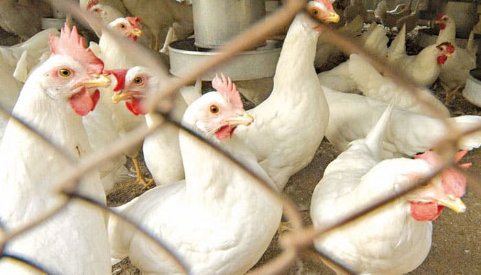 Chicken prices Lahore Punjab