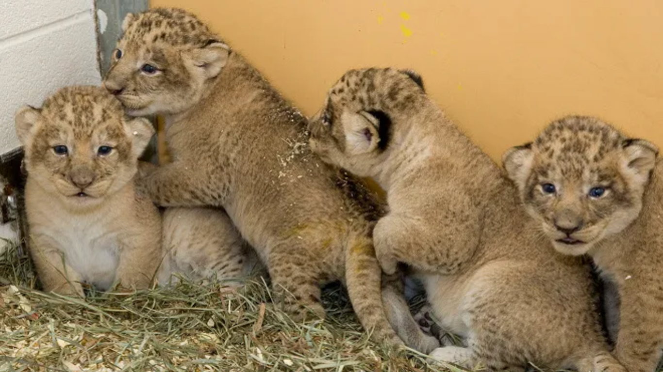 Lahore Safari zoo welcomes special loin cubs